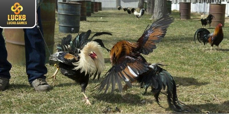 Một số quy tắc có trong đá gà C1 bạn nên biết