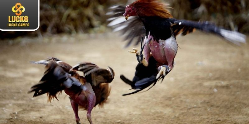 Ưu điểm thu hút của chọi kê C1 tại nhà cái uy tín